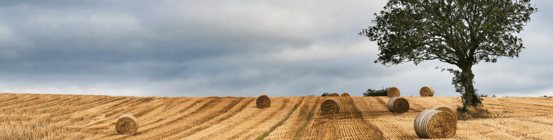 Arbre dans un champ de paille